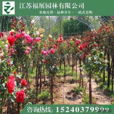 基地直銷龍爪槐 垂槐