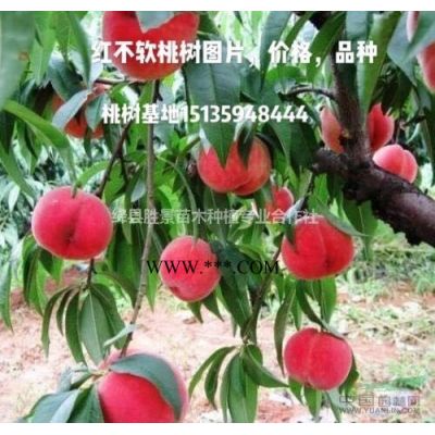 白皮松價格及前景_未來十年白皮松市場價格_白皮松價格行情分析