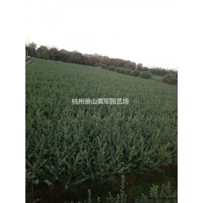 浙江蕭山精品大葉黃楊球產(chǎn)地直銷/大葉黃楊球價格優(yōu)惠