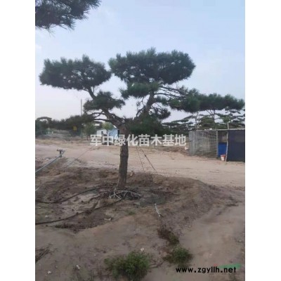 急處理大葉黃楊球