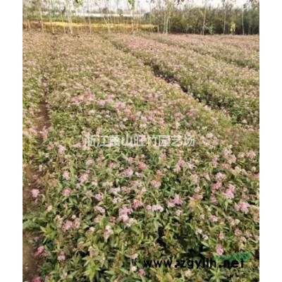 浙江小丑火棘供應商 蕭山小丑火棘杯苗 小丑火棘價格便宜