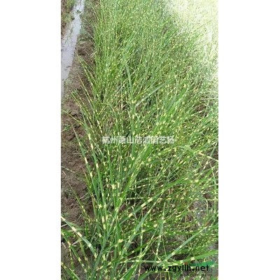 浙江蕭山小丑火棘容器工程苗