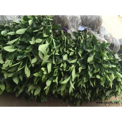 供應(yīng)茶花P100-200，正宗福建大紅，品質(zhì)高土球好