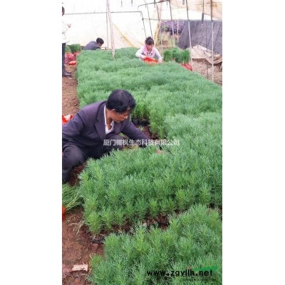 供應茶花 茶花價格 茶花行情 茶花報價 茶花信息 茶花動態