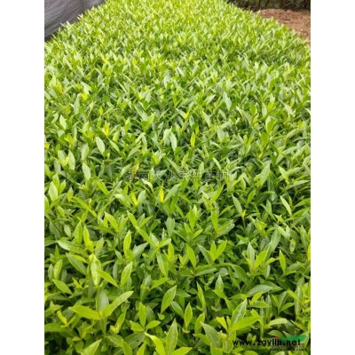 湖南茶花介紹