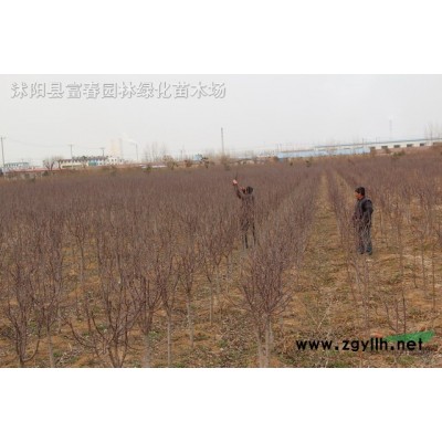 金葉女貞球、金葉女貞基地、沭陽金葉女貞