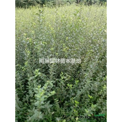 金森女貞，地苗，杯苗，各種球，
