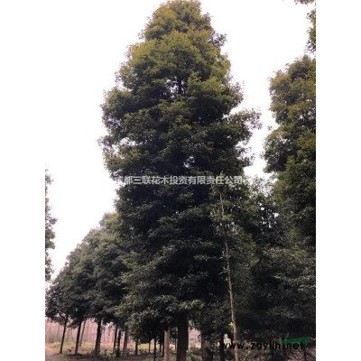 哪里有山茶花  哪里有山茶花基地批發(fā)
