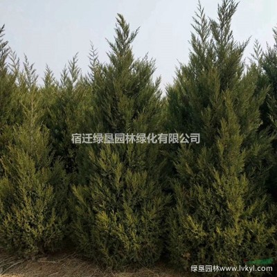 江蘇紅葉石楠苗 紅葉石楠杯苗 大杯紅葉石楠 小杯紅葉石楠苗