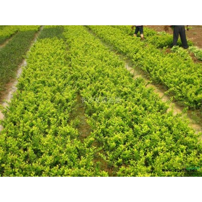 供應(yīng)茶花球，湖南茶花球，茶花球價格