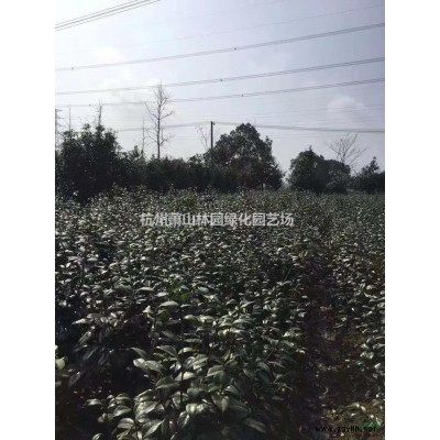 2020年浙江茶花新報價