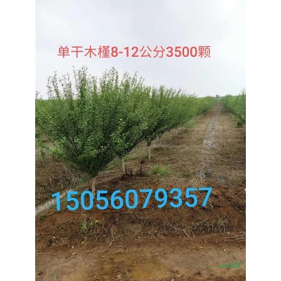 *低價(jià)供應(yīng)：紅葉石楠 紅葉石楠大型基誠信供應(yīng)商