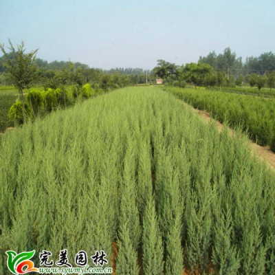 高桿紅葉石楠