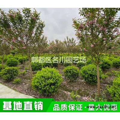成都金森女貞球批發(fā)價(jià)格_園林景觀綠化灌木球基地_花境金森女貞球種植基地_金森女貞小苗報(bào)價(jià)_名川園藝