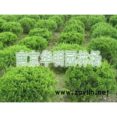 大葉黃楊