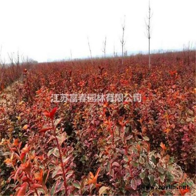 基地直銷獨桿冬青 獨桿大葉黃楊球 高桿冬青球 高桿大葉黃楊球