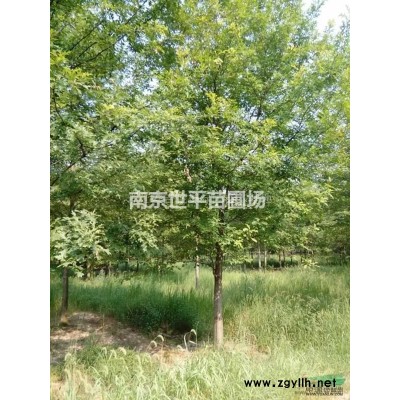 江蘇南京茶花價格 茶花基地