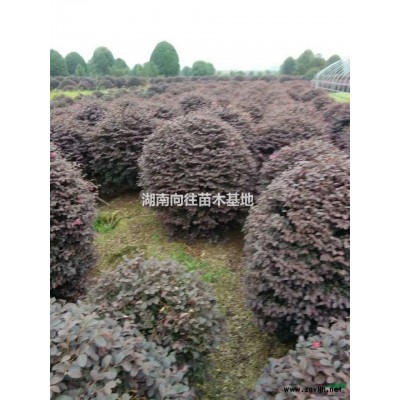 金葉女貞小苗報價，金葉女貞杯苗*新價格，金葉女貞產(chǎn)地直銷