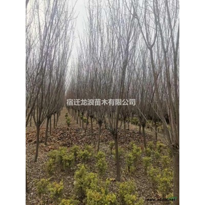 2020年江蘇金森女貞杯苗 新報(bào)價(jià)