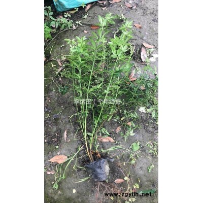 自家苗圃低價出售 金森女貞球