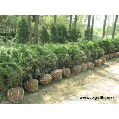 大量批發火棘 出售 綠化苗 灌木 小喬木 火棘苗