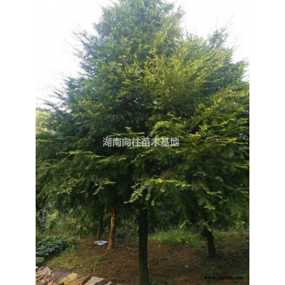 茶花樹報價，茶花球直銷，茶花*新價格，茶花樹產(chǎn)地直銷