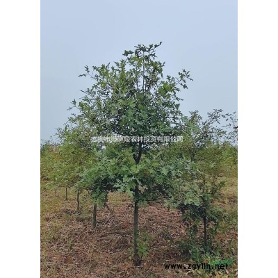 大量供應各種規格茶花，樹形好種類*。歡迎有意者咨詢。