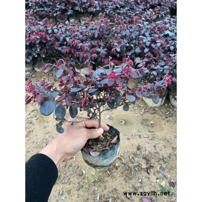 金森女貞大杯