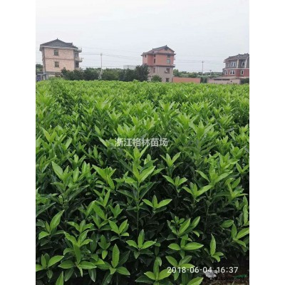 大葉黃楊球\精品大葉黃楊球\大葉黃楊價格