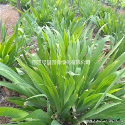 火棘苗·火棘苗圖片·火棘苗種植基地