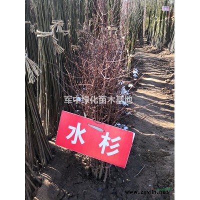30一100高金葉女貞基地/價格/圖片/產地/行情