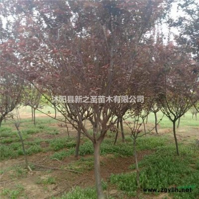 批發精品金葉女貞--金葉女貞工程苗