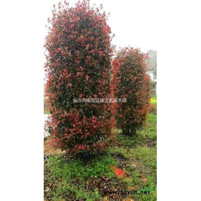 金葉女貞球價(jià)格 農(nóng)戶直銷 精品球180公分150公分 湖南基地