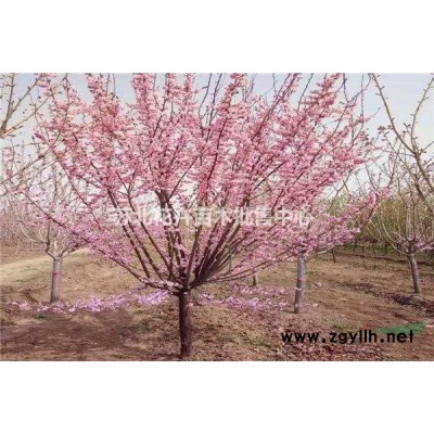 江蘇供應(yīng)金葉女貞 大小規(guī)格金葉女貞規(guī)格*