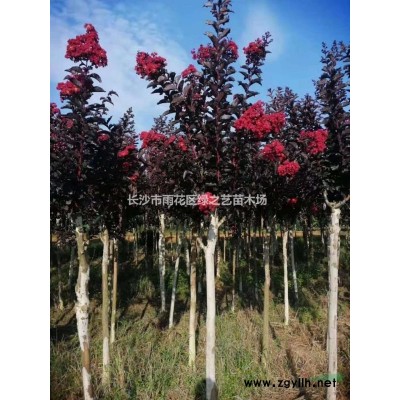 金森女貞地苗 杯苗   毛球  精品球規(guī)格* 價格合理