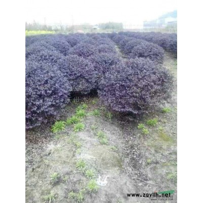 茶花*新報(bào)價(jià)/茶花圖片