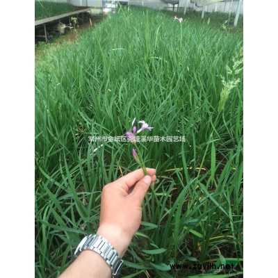 山東綠化苗供應【紫葉小檗，金葉女貞，冬青球，月季】常州苗圃
