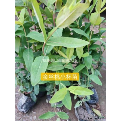 浙江蕭山大量供應金森女貞工程色塊苗。小毛球小杯苗大杯苗