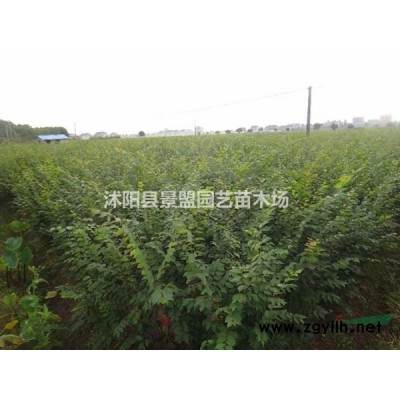 金森女貞小苗哪里有？