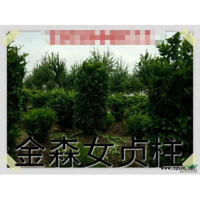 金森女貞柱,浙江金森女貞低價供應,金森女貞規格*