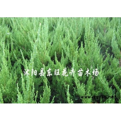 大葉黃楊小苗 冬青床苗