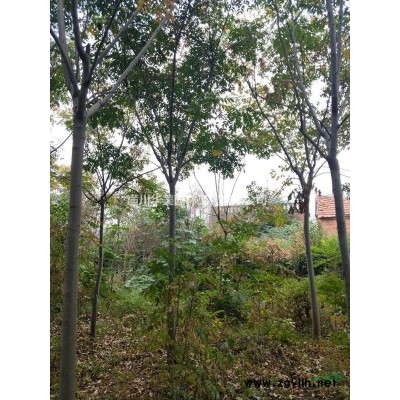 潢川花樹，山茶花價格 紫穗槐價格，金銀木價格，六道木天目瓊花