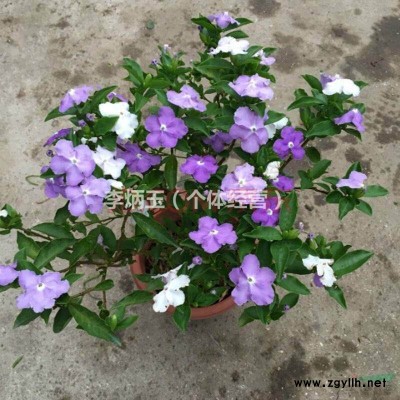 1-5米高茶花籠子價格.七星茶花籠子出售.4米高茶花籠子多少