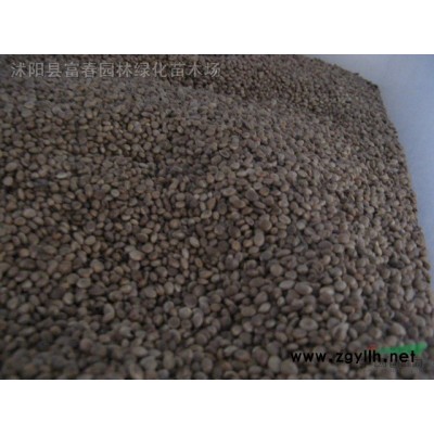 茶梅柱茶梅球 各種規格 基地直供 茶花 品種* 園林綠化