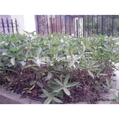 成都金森女貞種植基地.40公分高金森金葉女貞大量批發