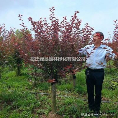 金森女貞·金森女貞圖片·金森女貞種植基地
