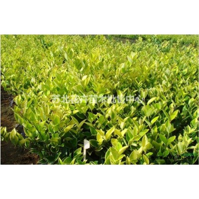優(yōu)質(zhì)特價(jià)金森女貞 江蘇金森女貞農(nóng)戶產(chǎn)地直銷