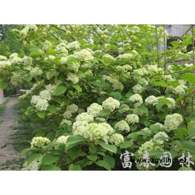 大量出售大葉黃楊球小葉黃楊球 瓜子黃楊 規格*批發小葉黃楊