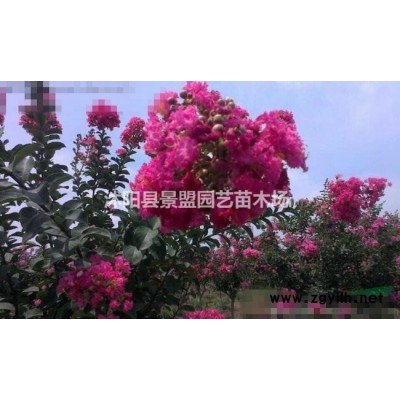 苗圃低價供應大葉黃楊球