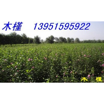 火棘基地火棘苗 火棘籽 火棘球 火棘毛球量大價低